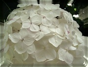 15th May 2012 - white hydrangea