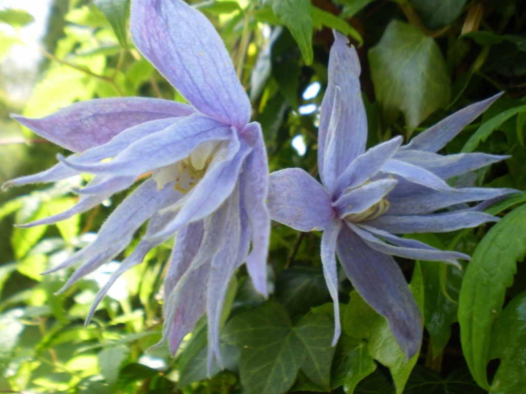 Clematis. by snowy