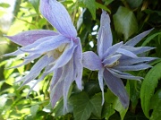 14th May 2012 - Clematis.