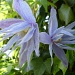 Clematis. by snowy