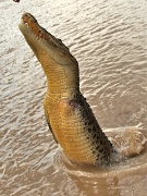 15th May 2012 - "look mum, no hands" jumping croc Adelaide River Northern Territory