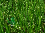 14th May 2012 - Grass