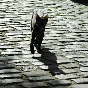 15th May 2012 - The little cat and its shadow