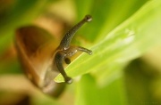 16th May 2012 - How Not To Shoot A Snail!