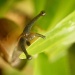How Not To Shoot A Snail! by myautofocuslife