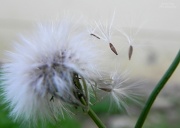 15th May 2012 - Burst Dandelion