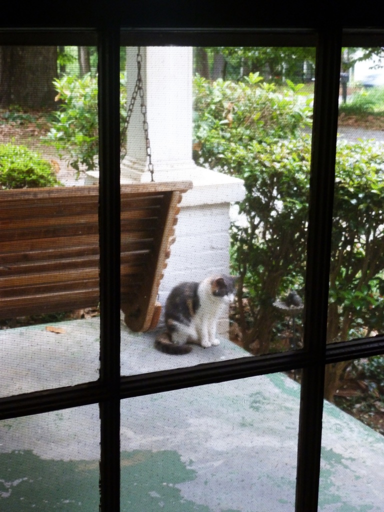Porch cat by margonaut