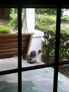 11th May 2012 - Porch cat