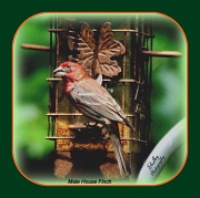 15th May 2012 - Male House Finch