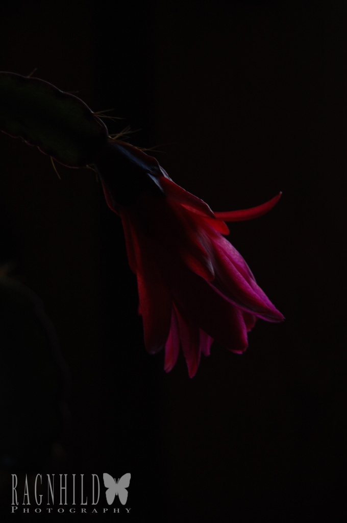 Easter Cactus.. by ragnhildmorland