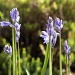 Bluebells on Sunday (better than watching the football) by phil_howcroft