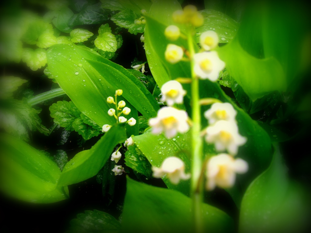 Lily-of-the valley. by snowy