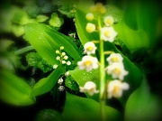 15th May 2012 - Lily-of-the valley.
