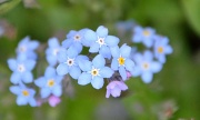 10th May 2012 - Forget-me-not