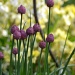 Chives by nix