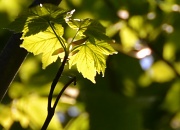 11th May 2012 - Sunshine through the leaves
