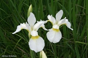 15th May 2012 - Irises