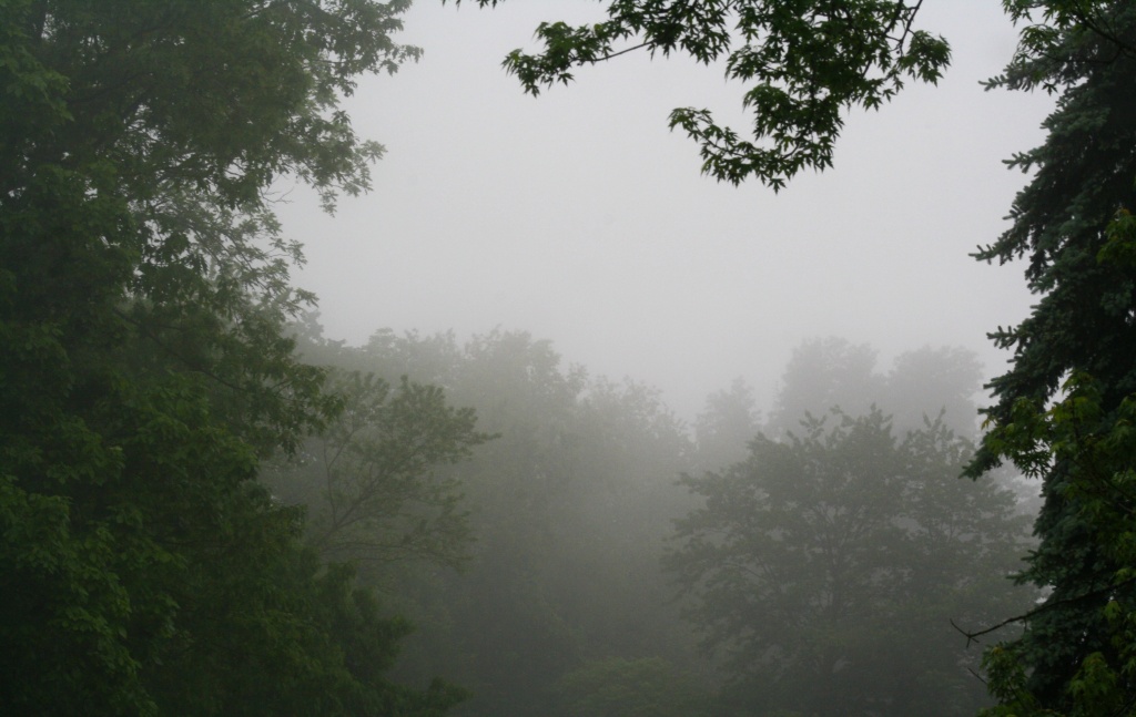 A picture of fog by mittens