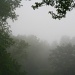 A picture of fog by mittens