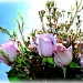 Roses for Mothers Day by myhrhelper