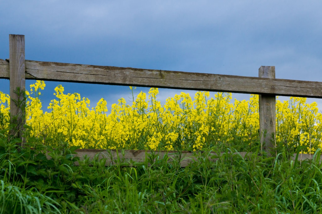 Storm Clouds Over Rapeseed by harveyzone