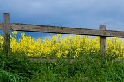 15th May 2012 - Storm Clouds Over Rapeseed