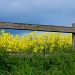 Storm Clouds Over Rapeseed by harveyzone