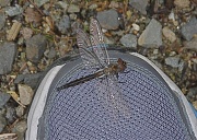15th May 2012 - Dragonfly Rescue