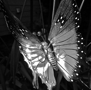 15th May 2012 - Ironic Butterfly