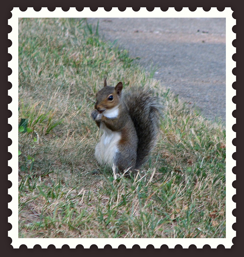My First Squirrel! by allie912