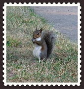 22nd Jun 2010 - My First Squirrel!