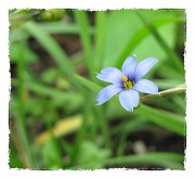 16th May 2012 - Blue-Eyed Grass Flower