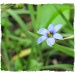 Blue-Eyed Grass Flower by allie912