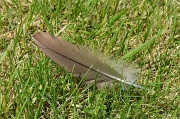 14th May 2012 - Lonely feather