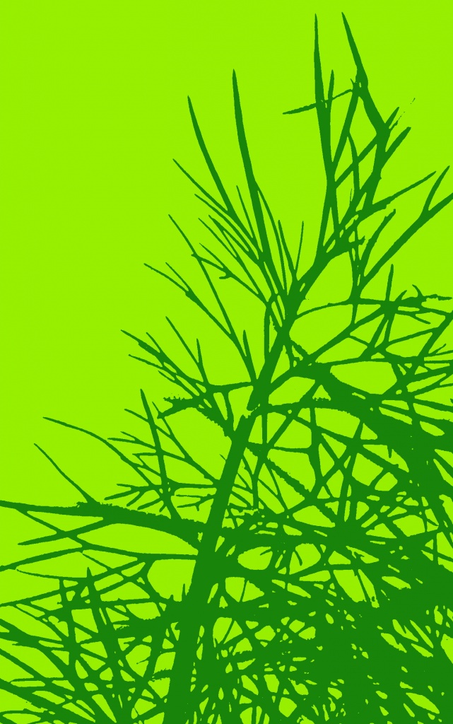 Dill (herbal abstract) by yentlski