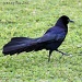 Do the Grackle Strut  by grannysue