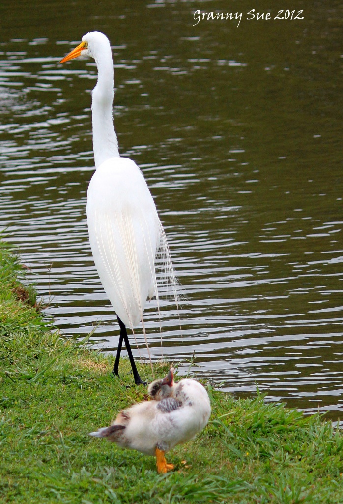 Egret with lump in his throat and a Baby Duck posing by grannysue