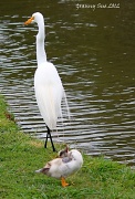15th May 2012 - Egret with lump in his throat and a Baby Duck posing