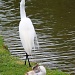 Egret with lump in his throat and a Baby Duck posing by grannysue