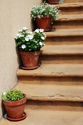 14th May 2012 - 7 Stairs, 3 Planters