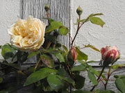 16th May 2012 - The first Rose....