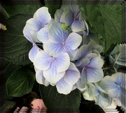 16th May 2012 - purplish bluish hydrangea