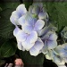 purplish bluish hydrangea by summerfield