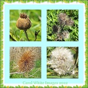 16th May 2012 - Seed Heads