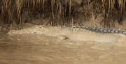16th May 2010 - Spa treatment crocodile style