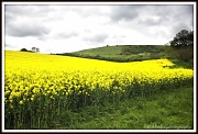 14th May 2012 - 14.5.12 Rapeseed
