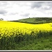 14.5.12 Rapeseed by stoat