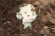 16th May 2012 - Another 'shroom