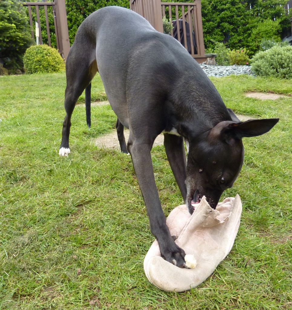 How to Demolish an old slipper : Whippet Style by phil_howcroft