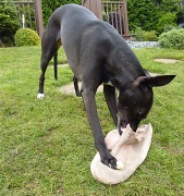 14th May 2012 - How to Demolish an old slipper : Whippet Style